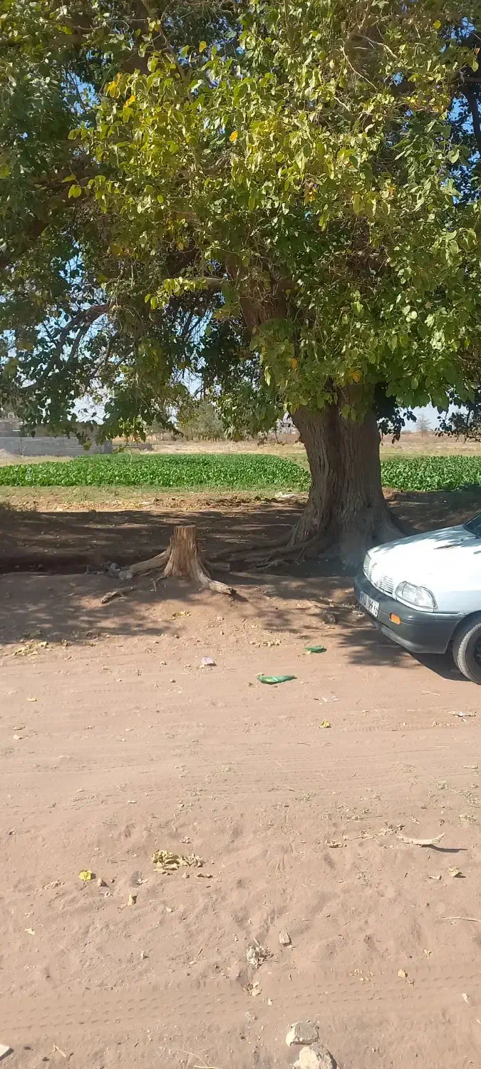 زمین|فروش دفتر صنعتی، کشاورزی، تجاری|کرمان, |دیوار