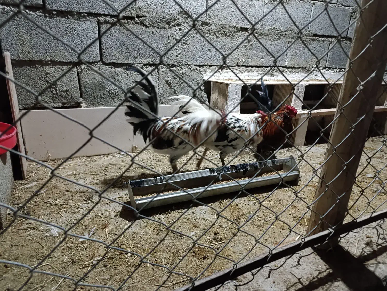 خروس گلین|حیوانات مزرعه|ابریشم, |دیوار