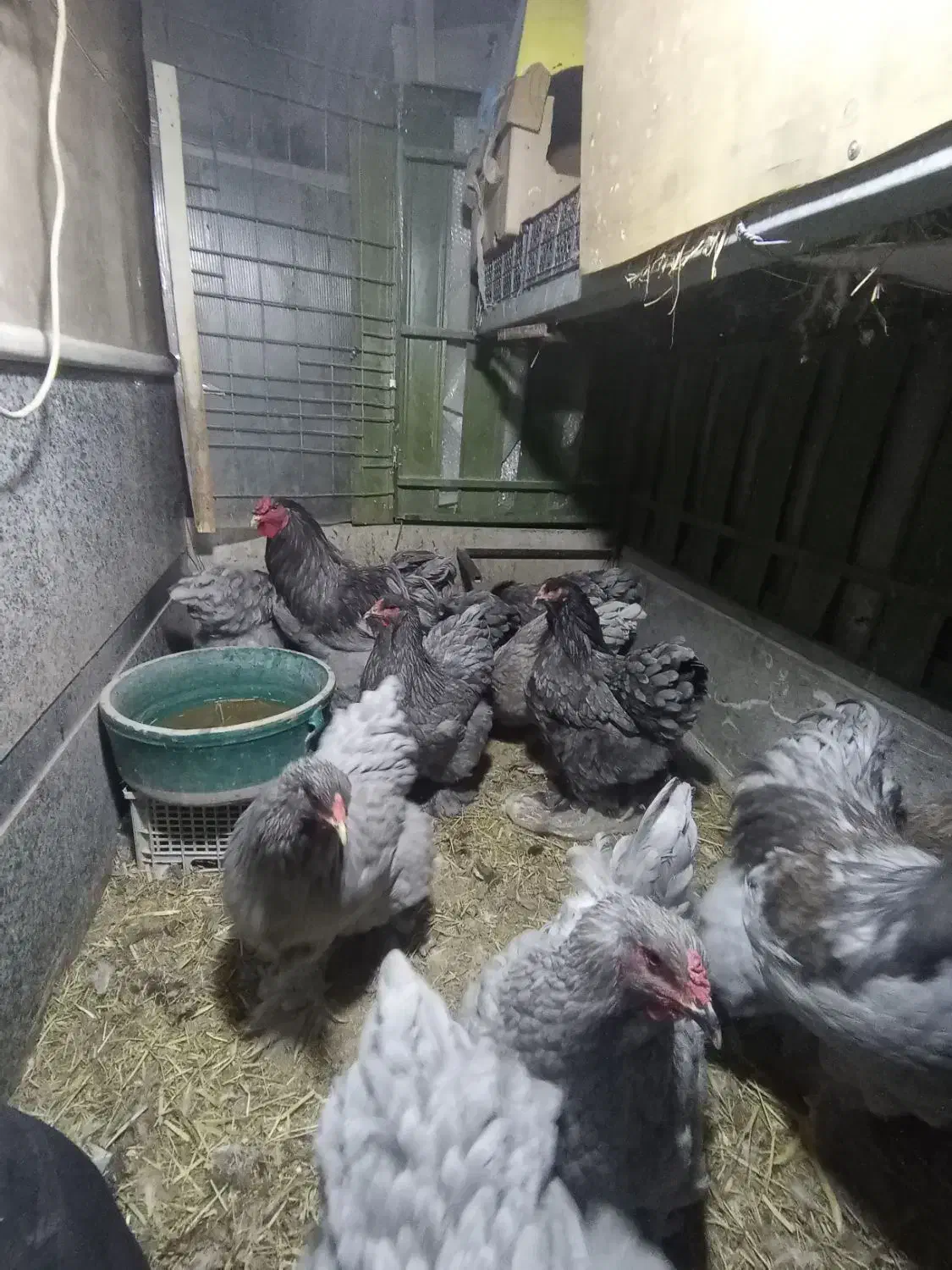 فروش جوجه برهما غول پیکر|حیوانات مزرعه|شیراز, غدیر شمالی|دیوار