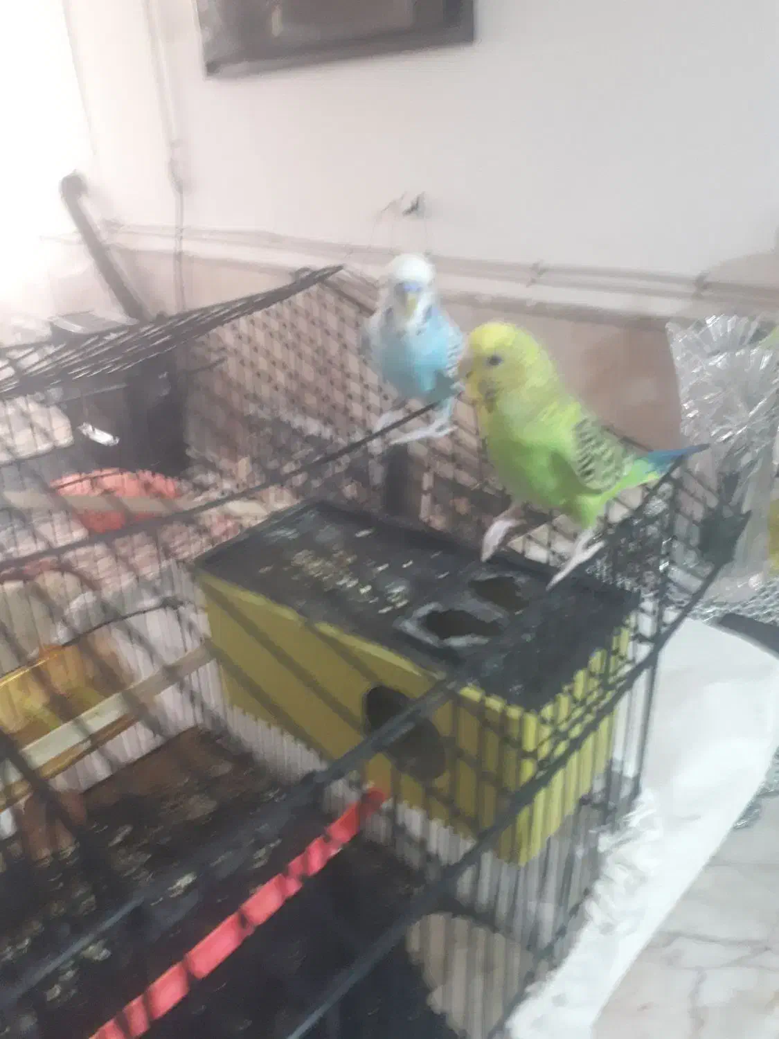 مرغ عشق|پرنده|مشهد, فدک|دیوار