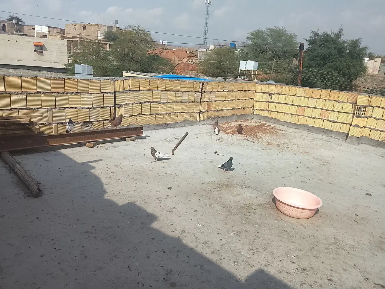 کبوتر|پرنده|مسجد سلیمان, |دیوار