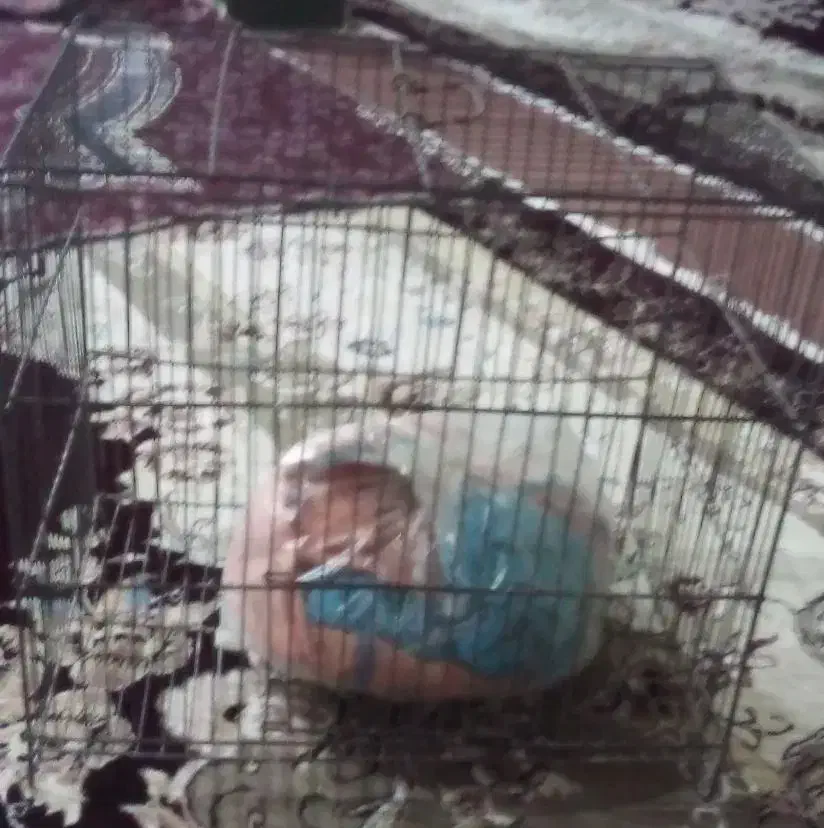 قفسه پرنده و تعدادی وسایل|پرنده|کوهدشت, |دیوار