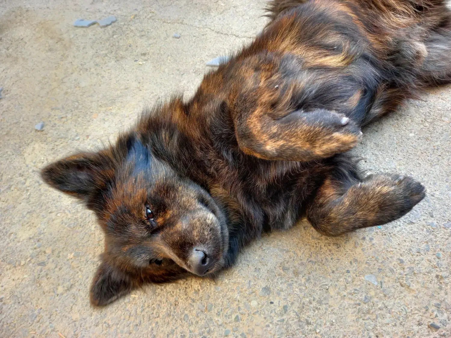 سگ آپارتمانی|سگ|قدس, شهر‌قدس|دیوار