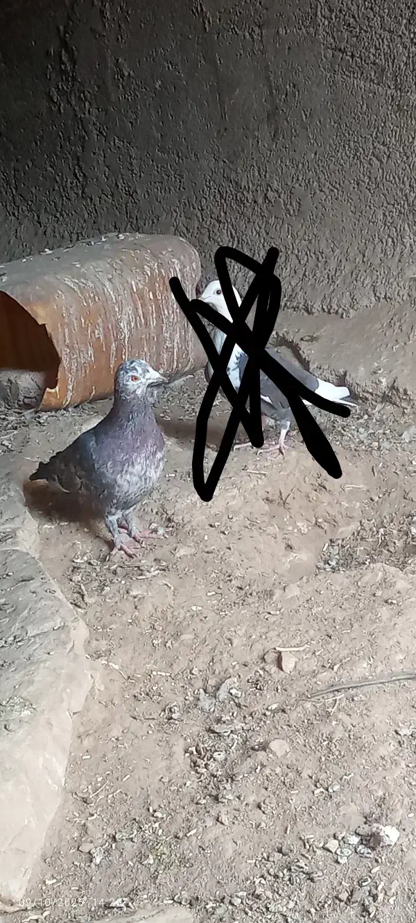 دو عدد کفتر نر مست|پرنده|اسلامآباد غرب, |دیوار