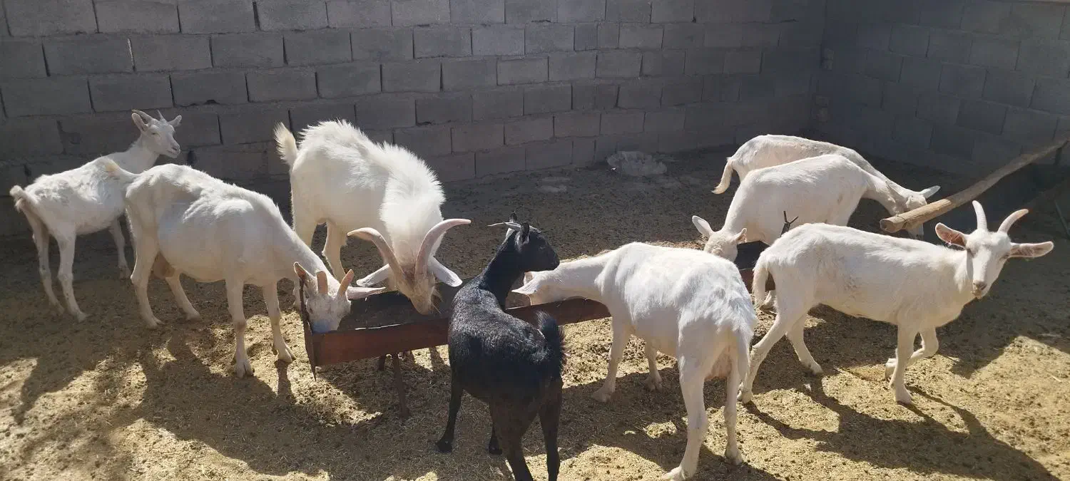 بزسانن‌آبستن|حیوانات مزرعه|فریمان, |دیوار