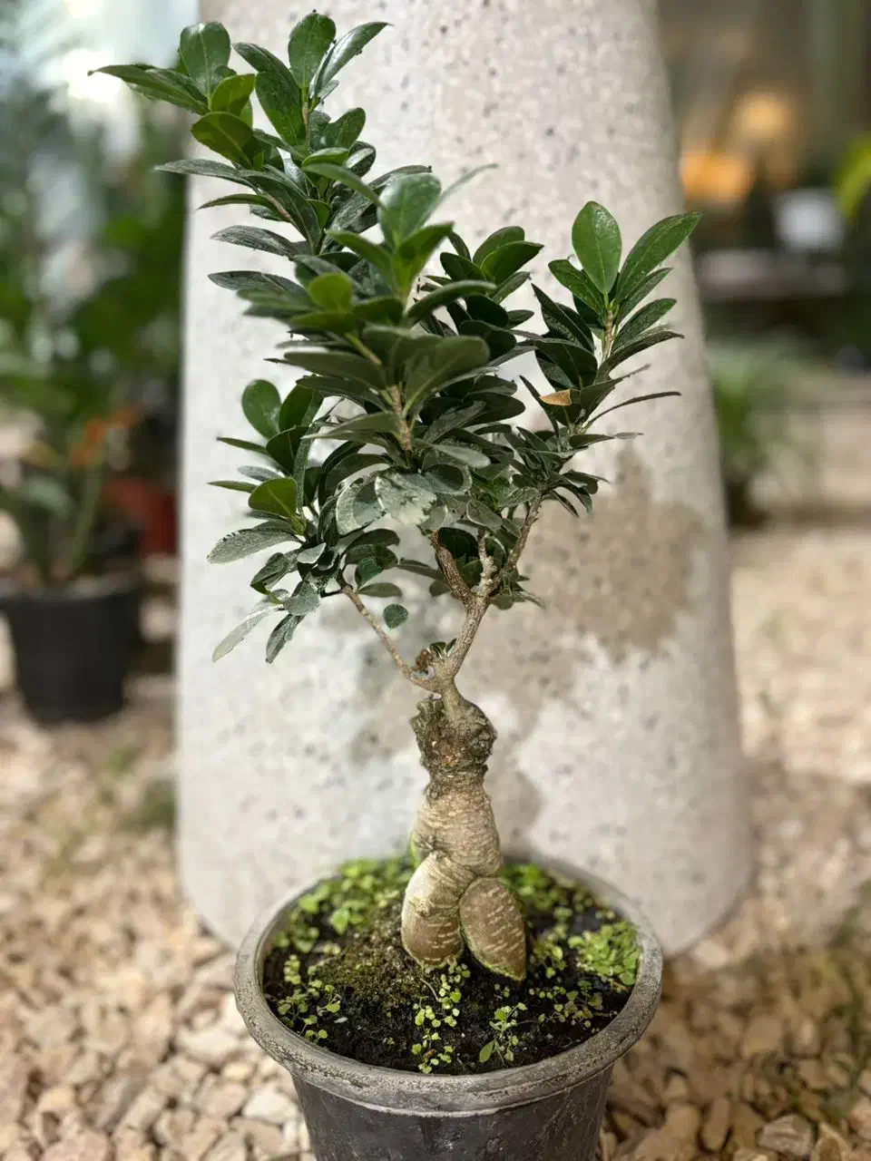 گلخانه شهر سبز|گل و گیاه طبیعی|کازرون, |دیوار