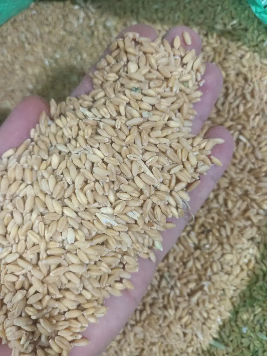 گندم دیم برداشت امسال کیسه شد|لوازم جانبی حیوانات|قرچک, زیبا شهر|دیوار