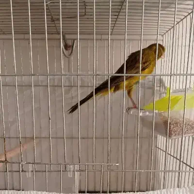 قناری|پرنده|ساری, |دیوار