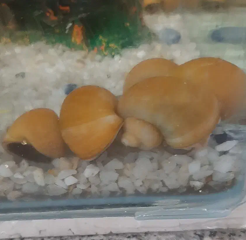 حلزون|خزنده|اهواز, زندوکیلی|دیوار