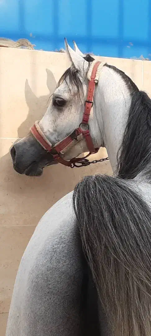 فروش اسب|اسب و تجهیزات اسبسواری|جهرم, |دیوار