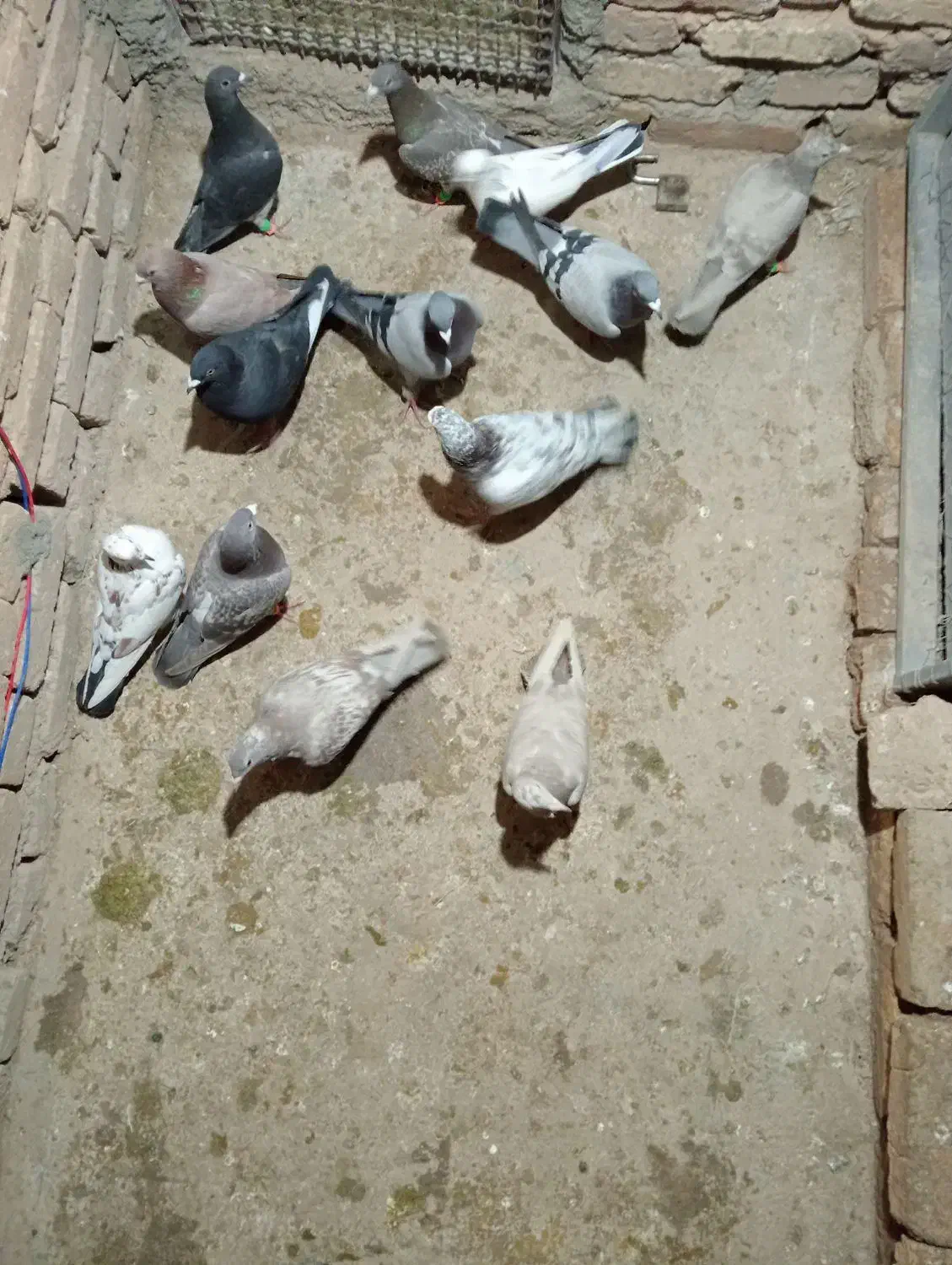 کفتر دانه ۲۰۰|پرنده|بشاریات, |دیوار