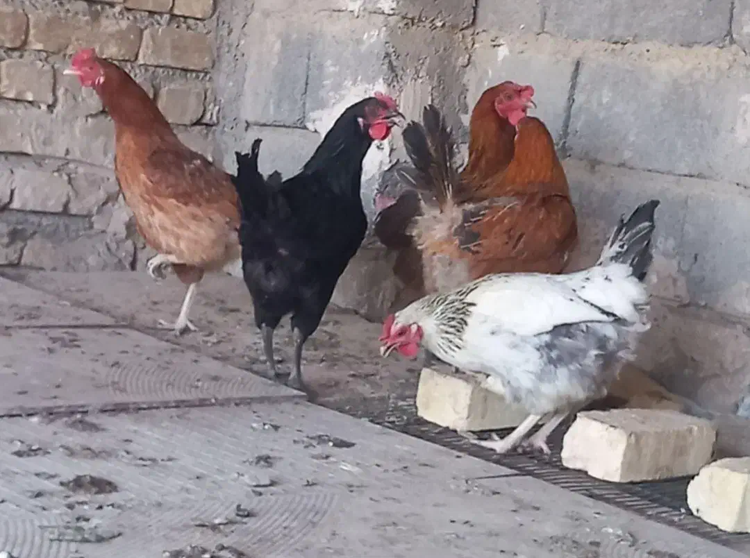 مرغ بومی تخم گذار|پرنده|رودشت (اصفهان), |دیوار