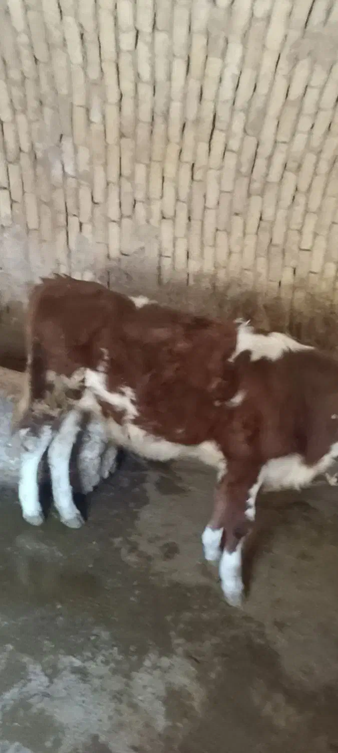 گوساله|حیوانات مزرعه|هرسین, |دیوار