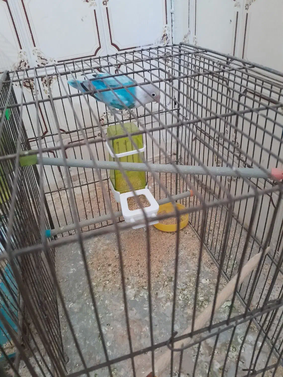 کوتوله برزیلی رنگ دار با اصالت|پرنده|زالیان, |دیوار