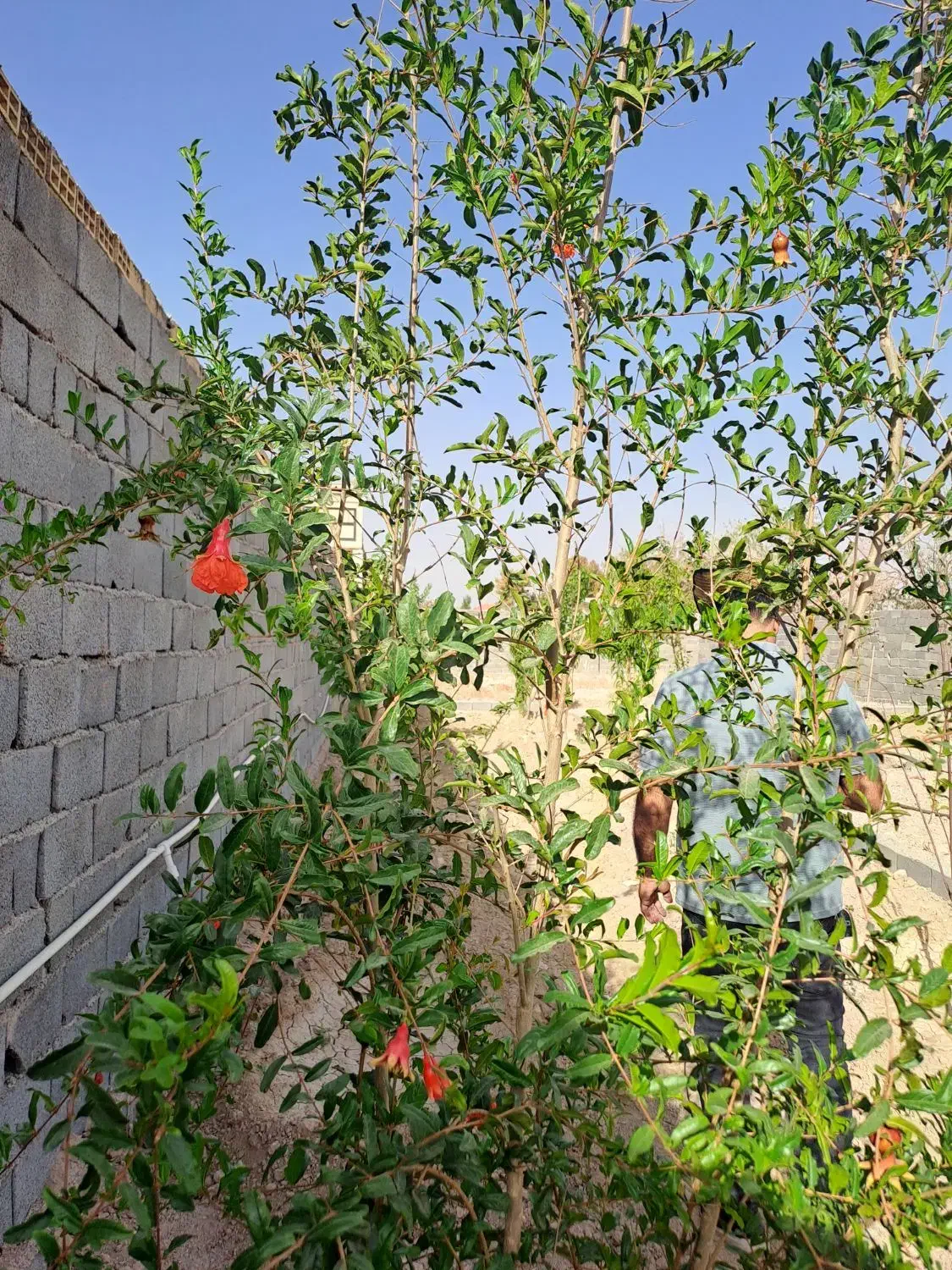 زمین وهن آباد|فروش زمین و ملک کلنگی|تهران, بهمن یار|دیوار
