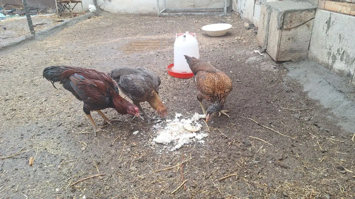 فروش مرغ و خروس لاری|حیوانات مزرعه|سراب, |دیوار