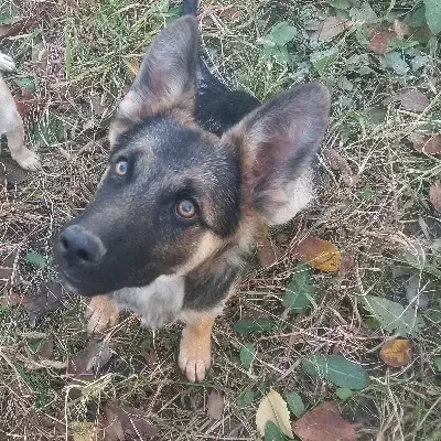 سگ نژاد ژرمن شپرد|سگ|گلمکان, |دیوار