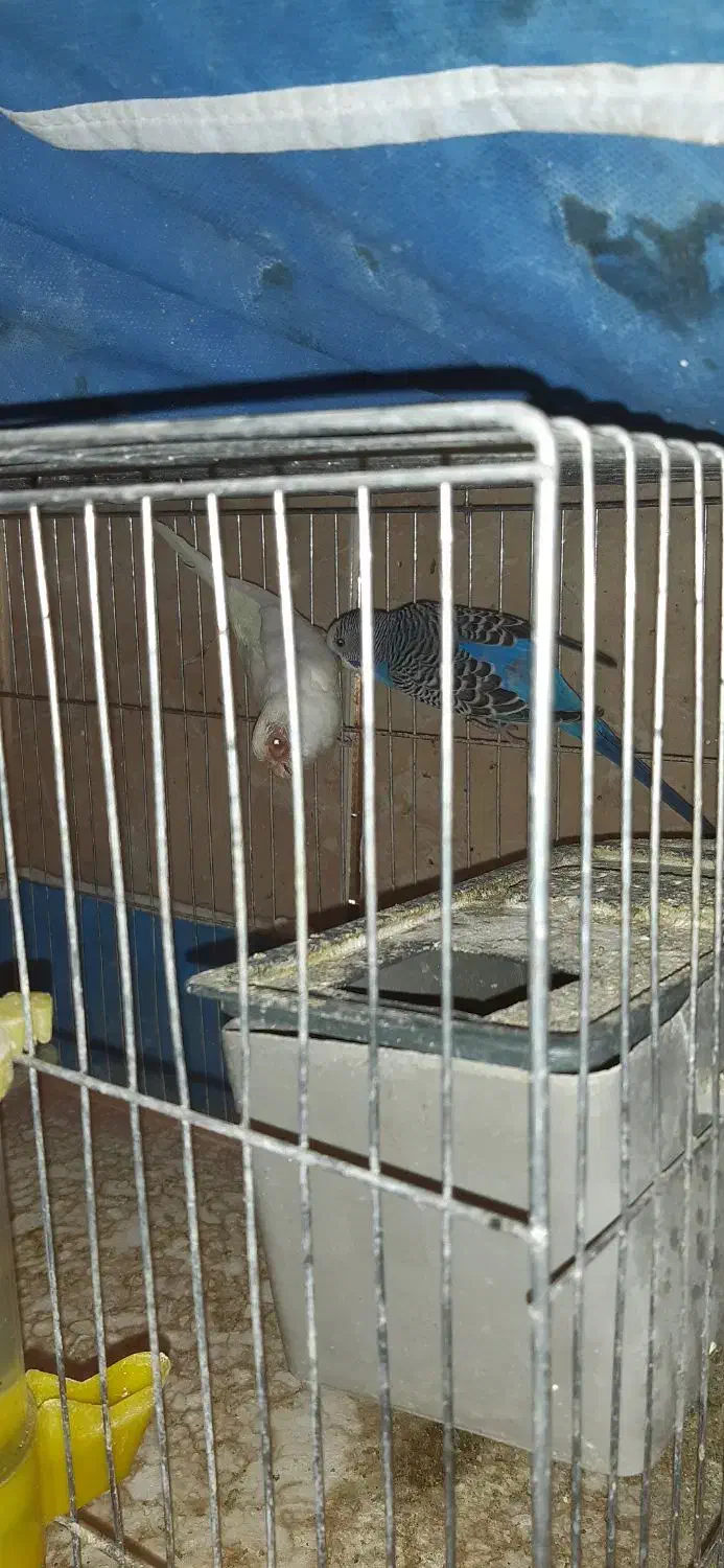 مرغ عشق فروشی|پرنده|بافت, |دیوار