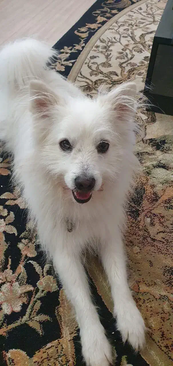 سگ پیدا شده|حیوانات|آبادان, |دیوار