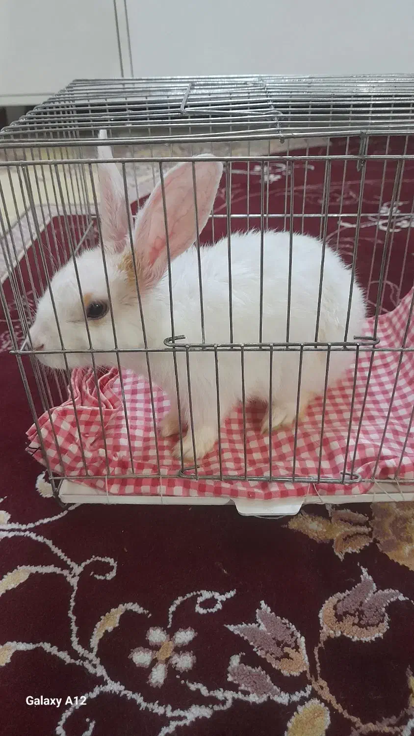 خرگوش زیبا و خال دار|موش و خرگوش|سبزوار, ولیعصر (نجار آباد)|دیوار