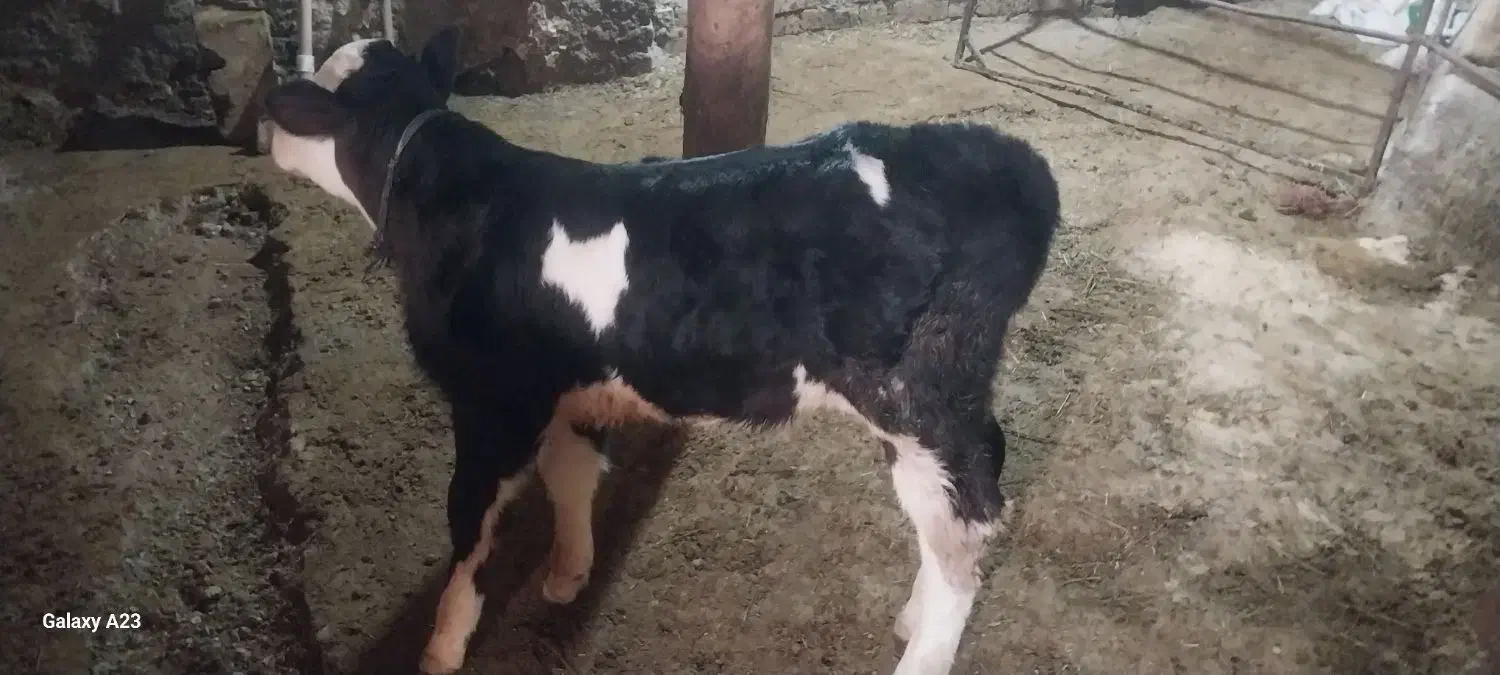 گو ساله|حیوانات مزرعه|قیدار, |دیوار