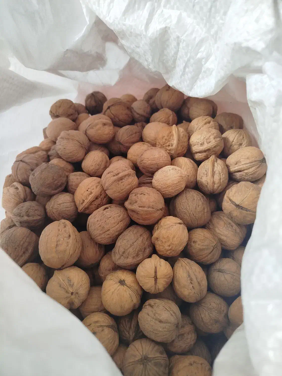 گردو امسال|خوردنی و آشامیدنی|تهران, افسریه جنوبی|دیوار