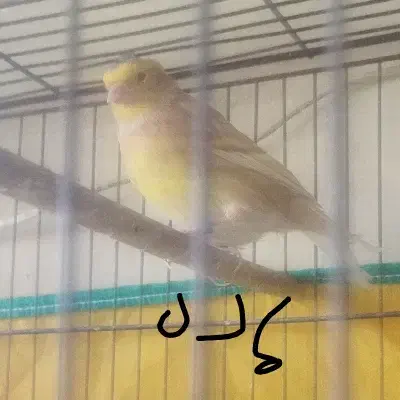 یکجفتقناریمولد|پرنده|گلپایگان, |دیوار