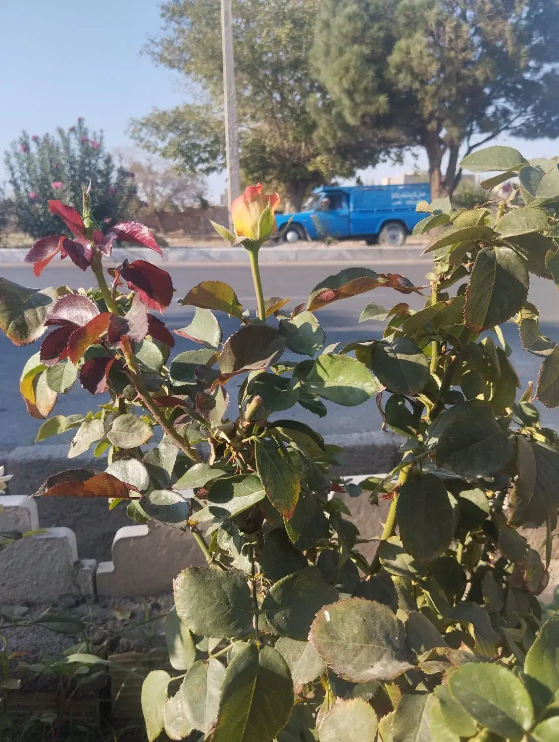 نیسان|خدمات حمل و نقل|باخزر, |دیوار