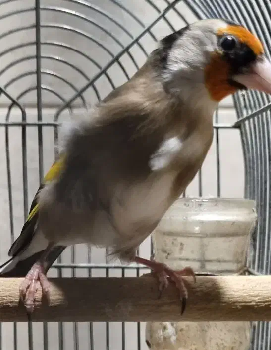 سهره|پرنده|شیراز, شریفآباد|دیوار