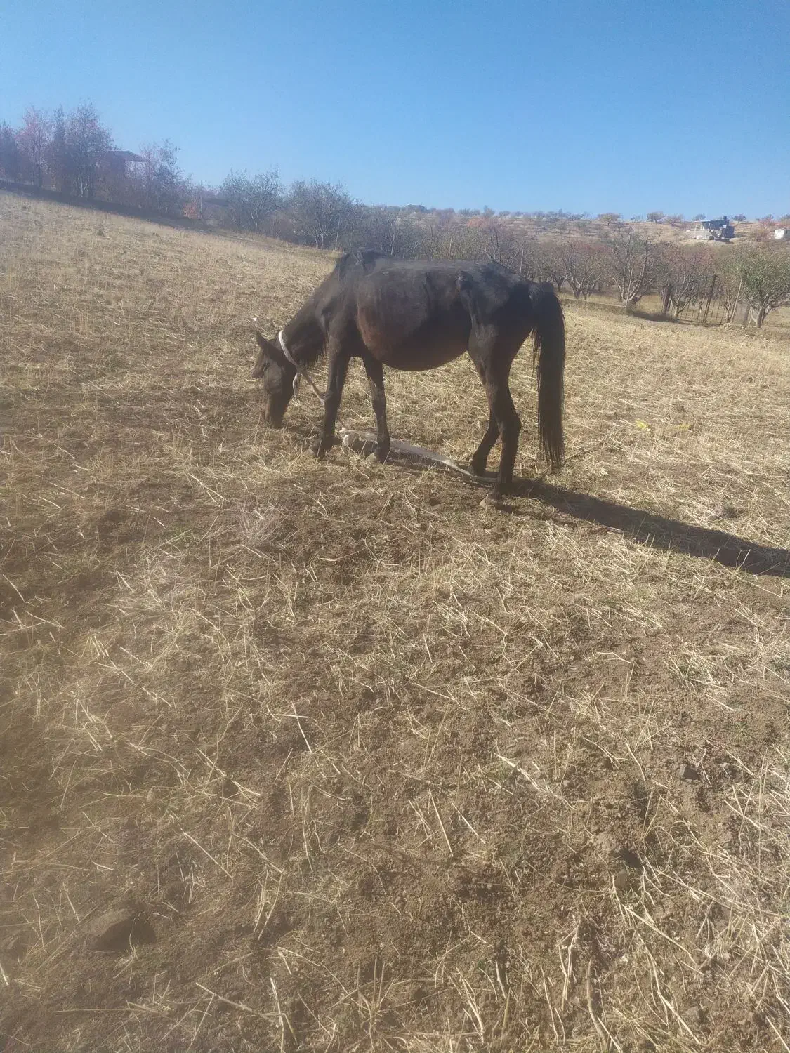 اسب|اسب و تجهیزات اسب‌سواری|اهر, |دیوار