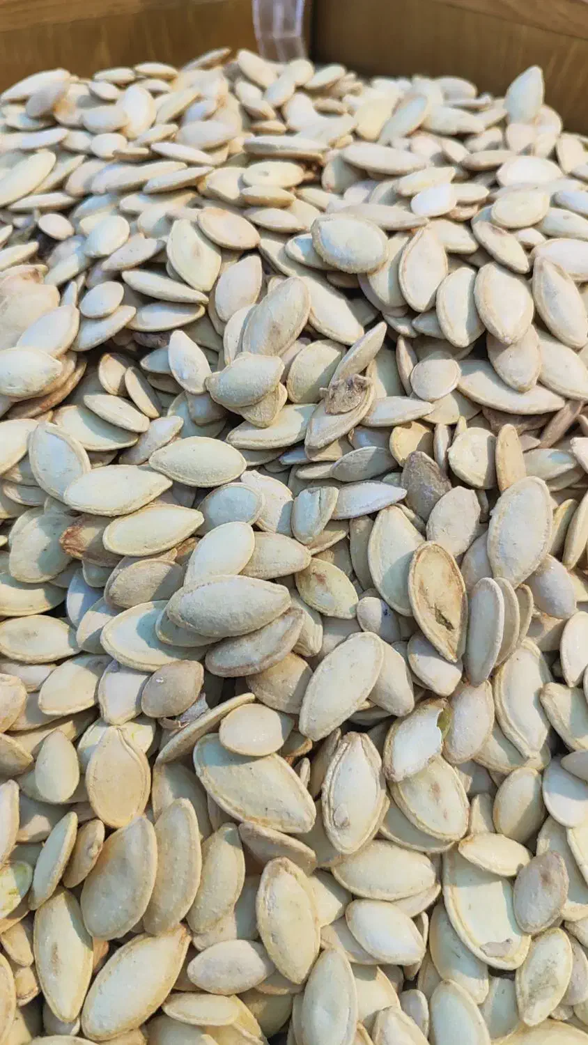 پخش عمده تخمه آفتابگردان و کدو|خوردنی و آشامیدنی|نظرآباد, نظرآباد|دیوار