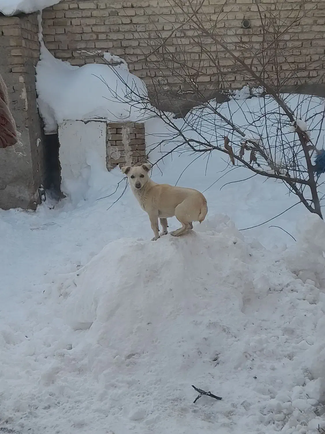 سگ پاکوتاه|سگ|قوچان, |دیوار