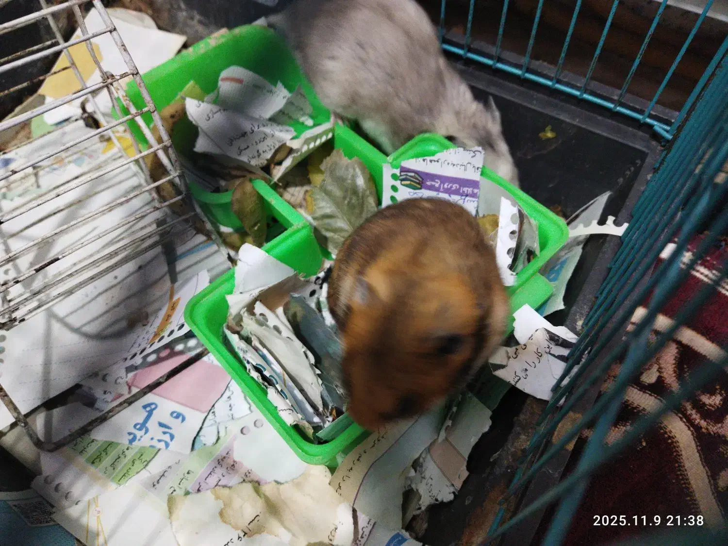 دو عدد همستر|موش و خرگوش|کرمان, |دیوار