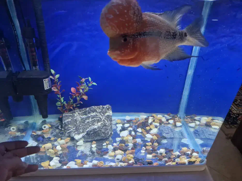 فلاور هورن ۲۵+|ماهی|کرمان, |دیوار