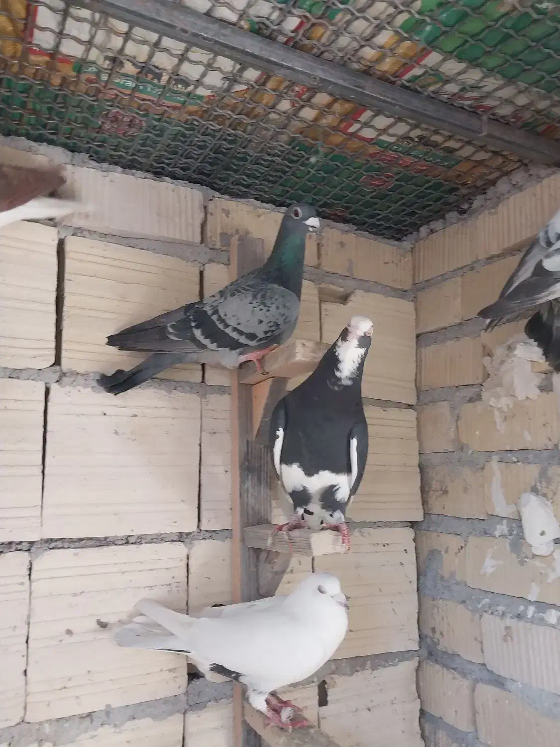 پرنده|پرنده|شیراز, شهرک گلها|دیوار