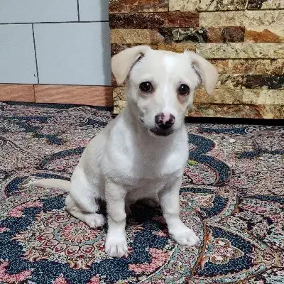 توله اشپیتز|سگ|کرمان, |دیوار