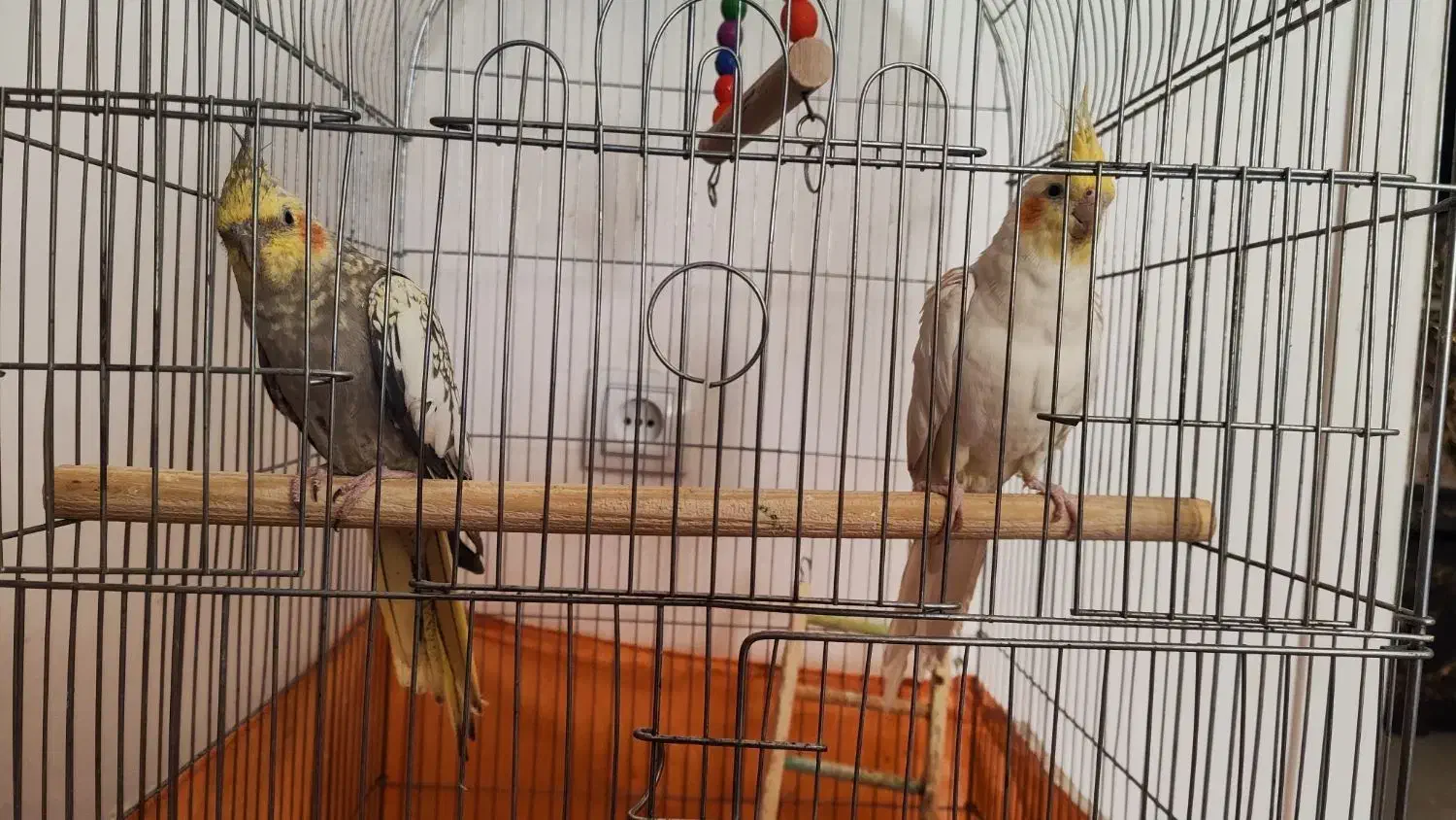 یک جفت عروس هلندی نر و ماده مولد با قفس|پرنده|پاکدشت, پاکدشت (مامازند)|دیوار