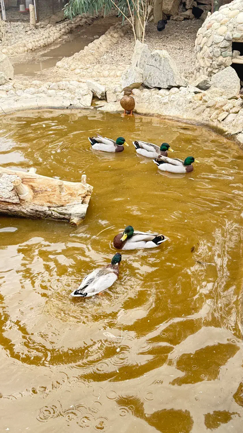 اردک کله سبز پروازی|حیوانات مزرعه|اصفهان, جلفا|دیوار