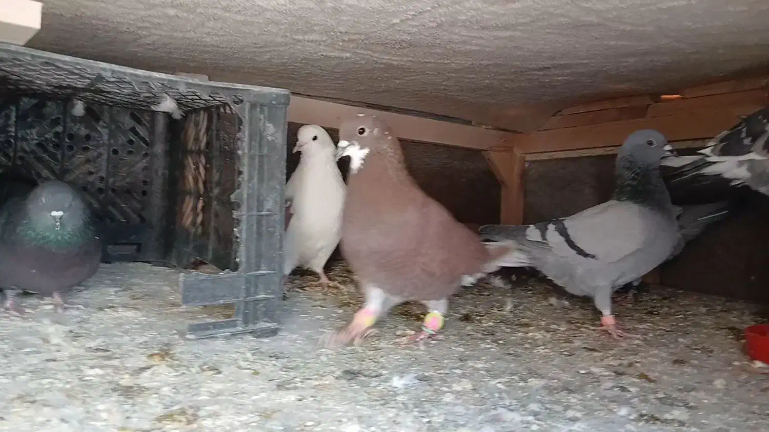 ۲ کفتر تهرانی|پرنده|فیروزکوه, |دیوار