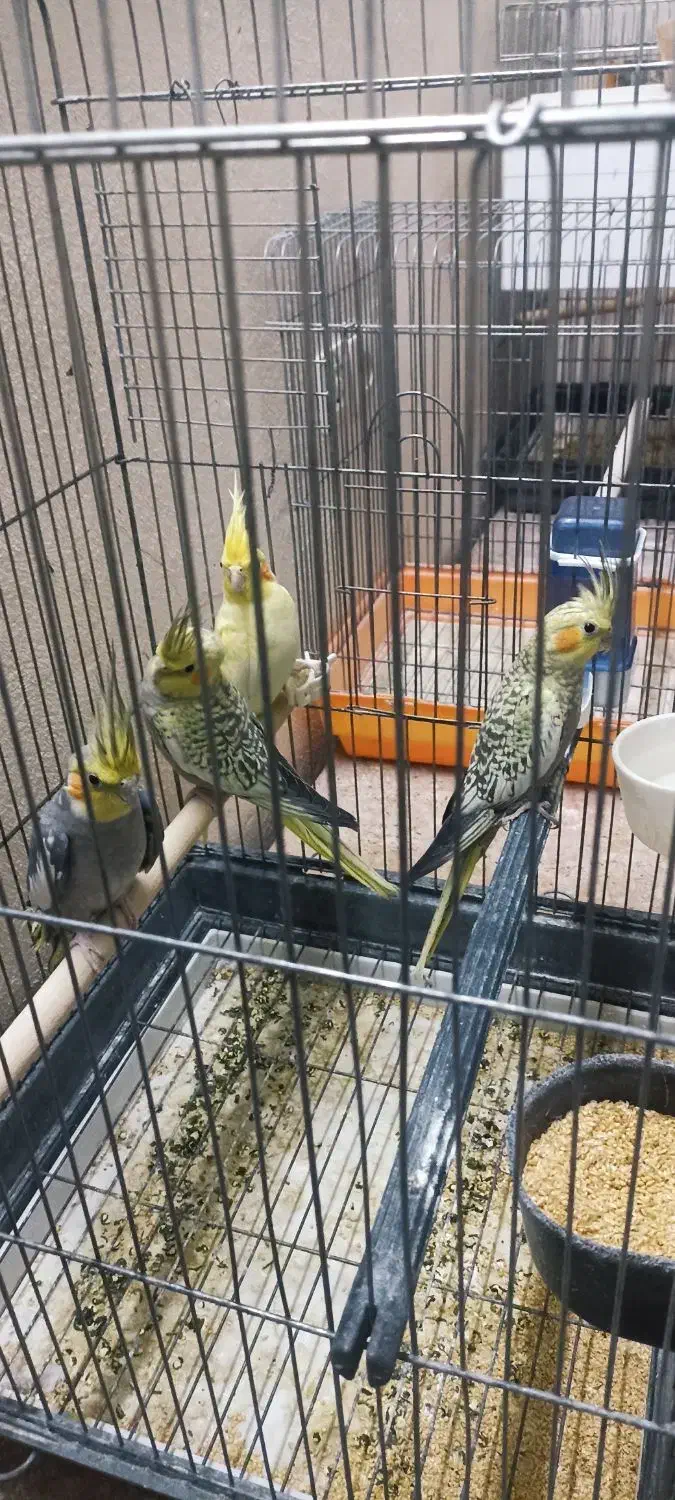 مرغ عروس|پرنده|آران و بیدگل, |دیوار