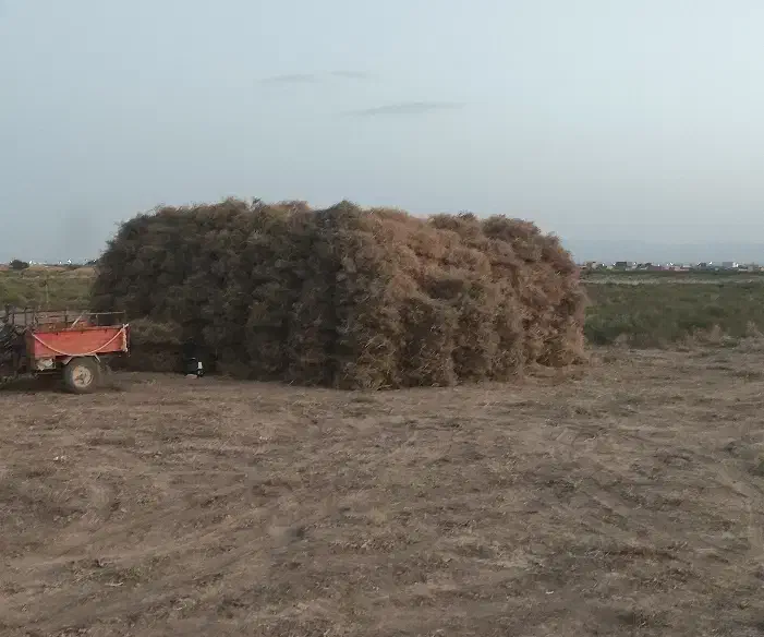 خار شتر کوبیده شده|لوازم جانبی حیوانات|عطاملک, |دیوار