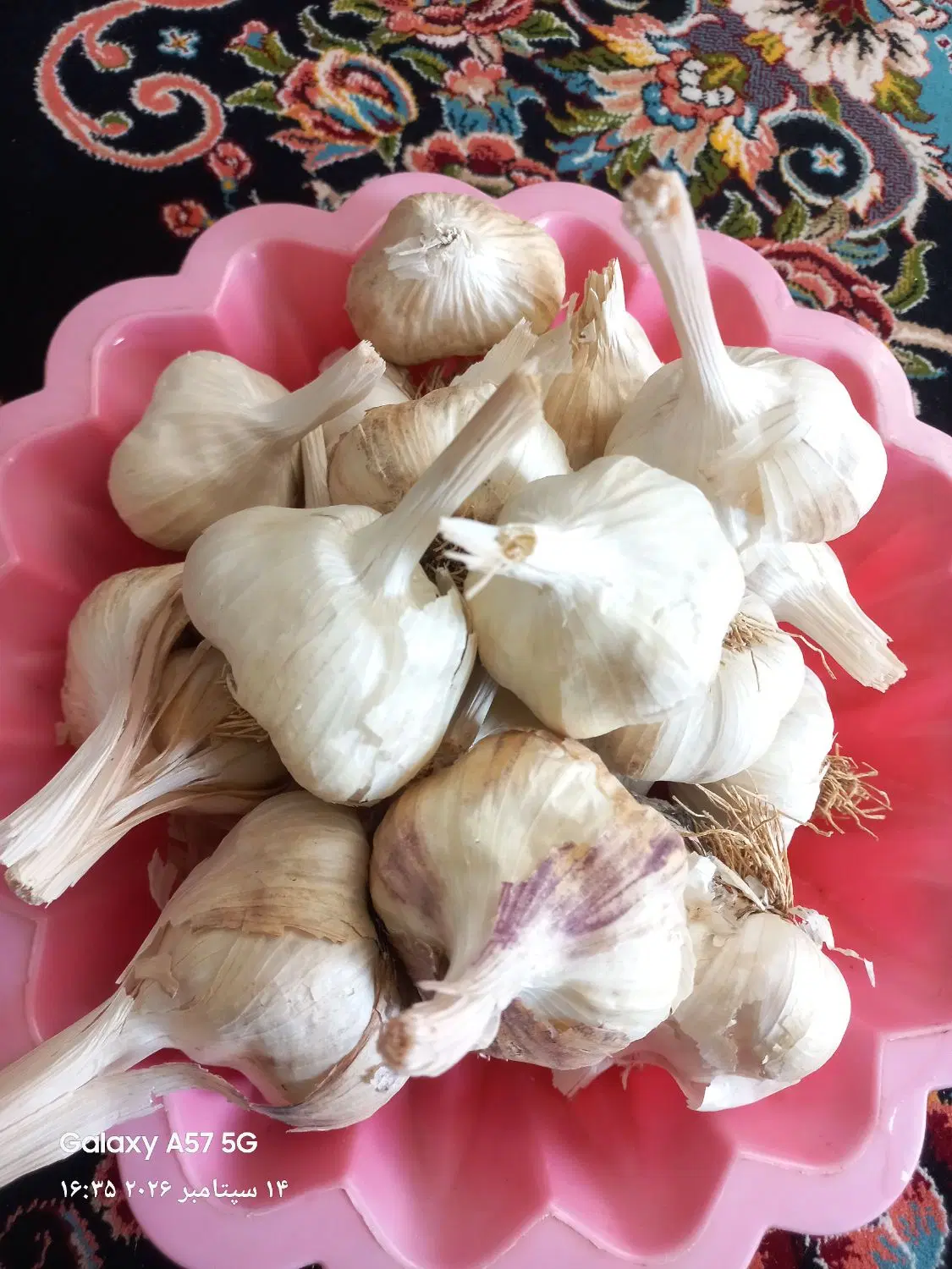 سیر تازه|خوردنی و آشامیدنی|تهران, خانی آباد نو جنوبی|دیوار