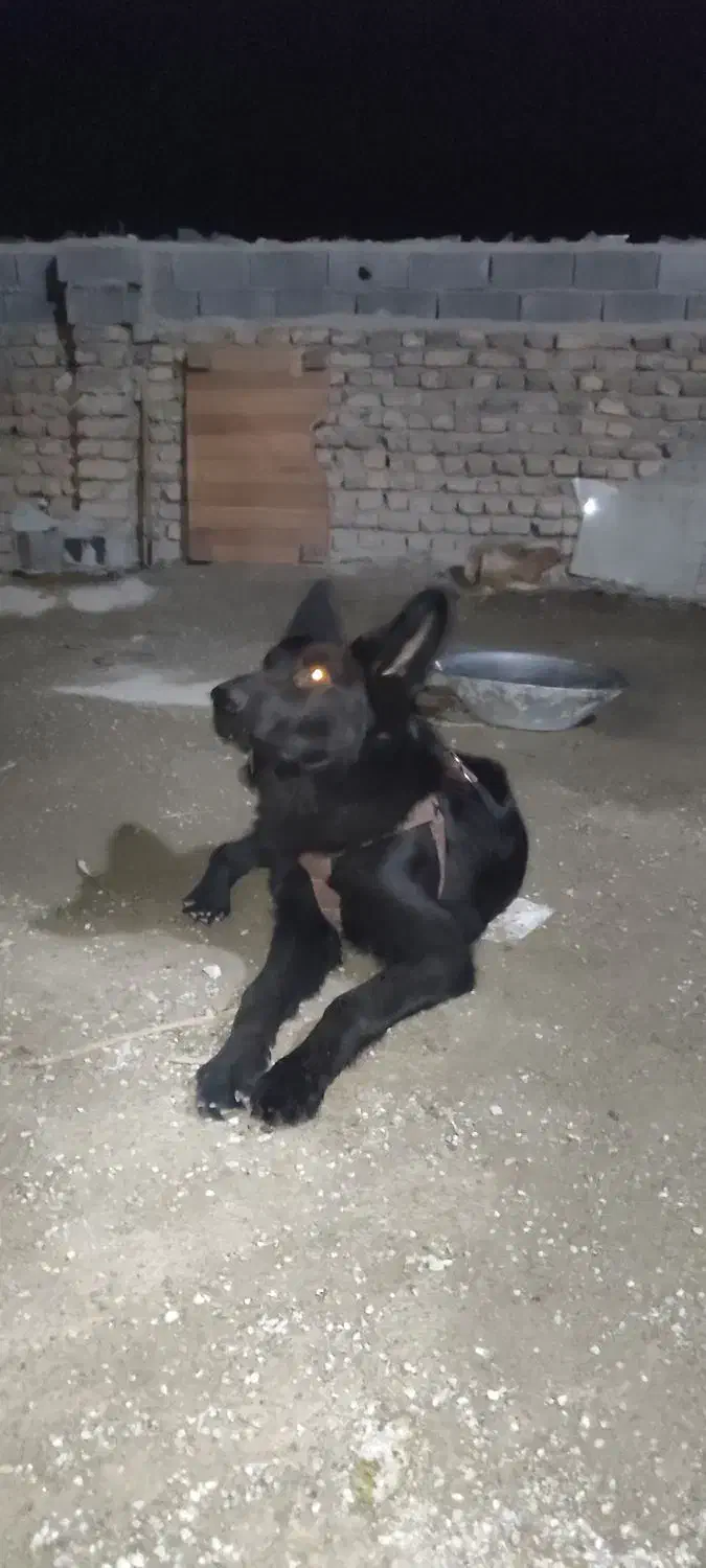 توله نر ژرمن بلک دم روباهی موبلند|سگ|بومهن, |دیوار