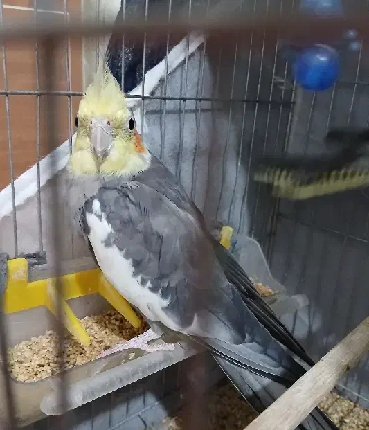 عروس هلندی|پرنده|لنگرود, |دیوار