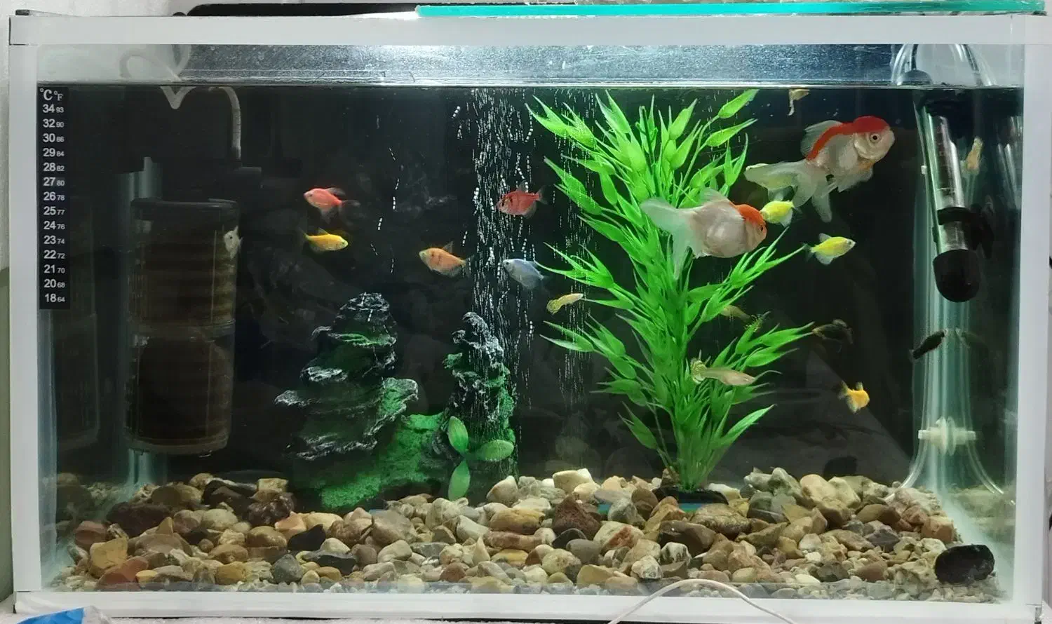 آکواریوم زیبا و شیک|ماهی|ایلام, |دیوار