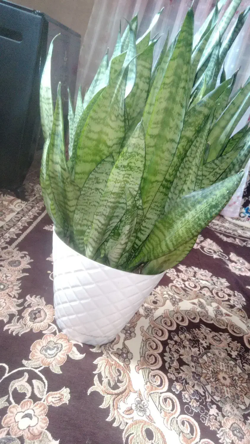 گل سانسوریا|گل و گیاه طبیعی|ضیاء آباد, |دیوار