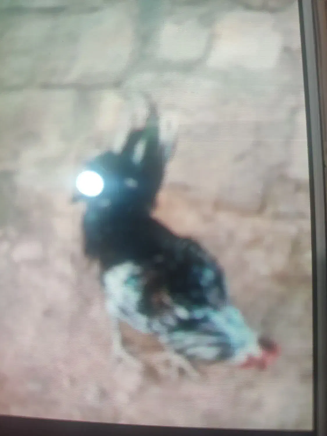 کلشیر|حیوانات مزرعه|جوانرود, |دیوار