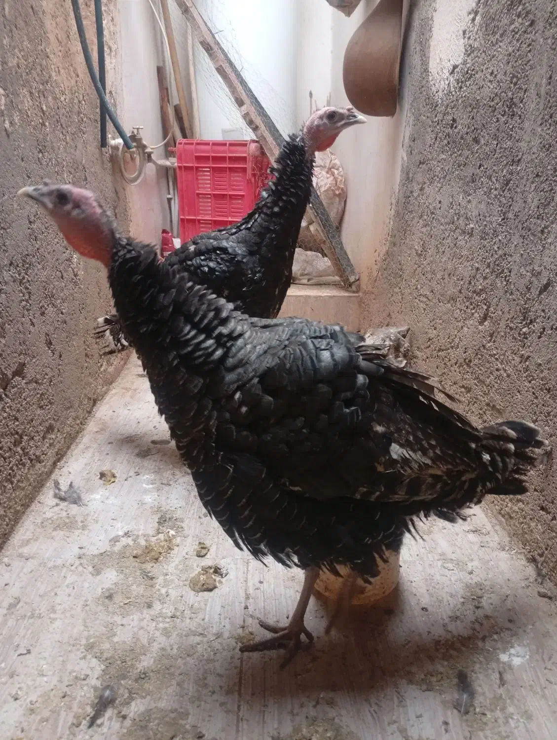 ۲ عدد بوقلمون نر و ماده یک ساله سالم|حیوانات مزرعه|نیشابور, رنج آباد|دیوار