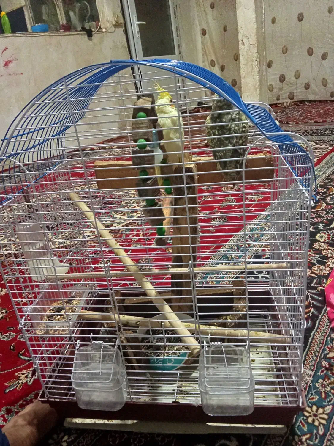 ۲عروس هلندی نازه|موش و خرگوش|قزوین, |دیوار