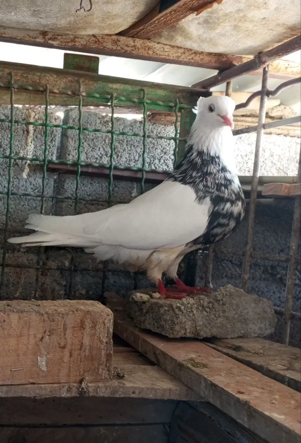 کبوتر طوقی|پرنده|گله دار, |دیوار